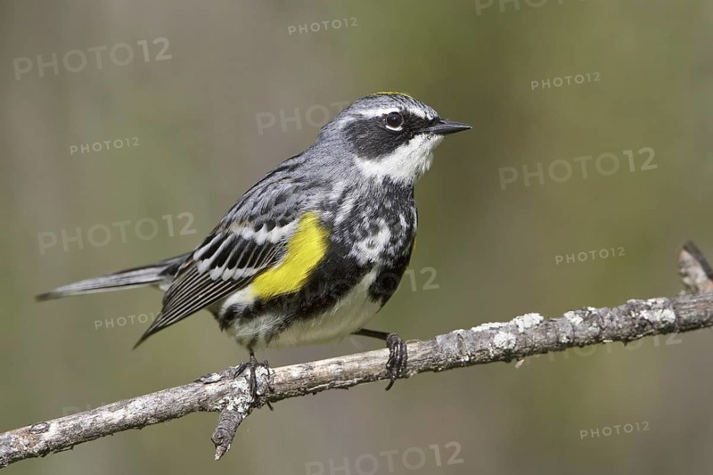 Myrtle Warbler (Setophaga coronata coronata), Manitoba, Canada