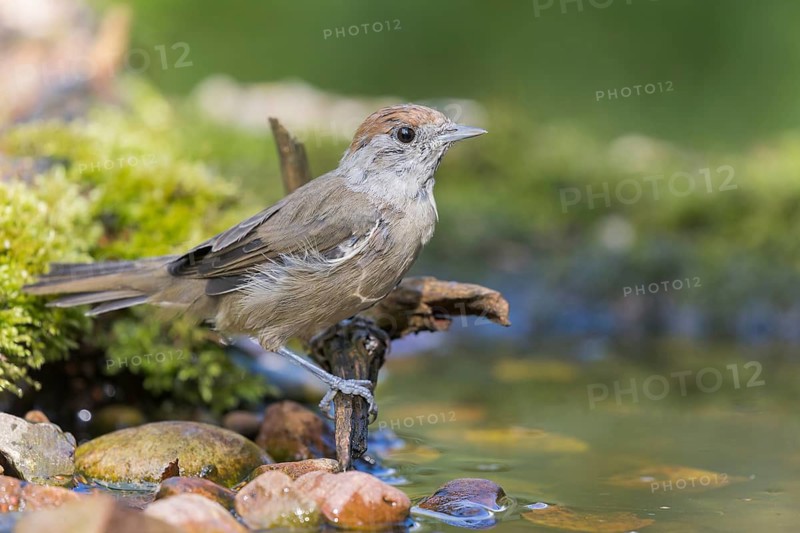 Eurasian Blackcap (Sylvia atricapilla) female at a waterhole, Lower Saxony, Germany