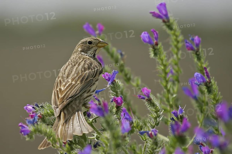 Corn Bunting (Emberiza calandra), Andalusia, Spain