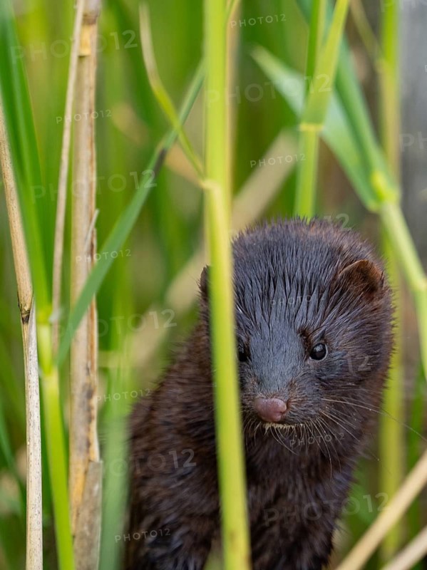 A mink in the reeds