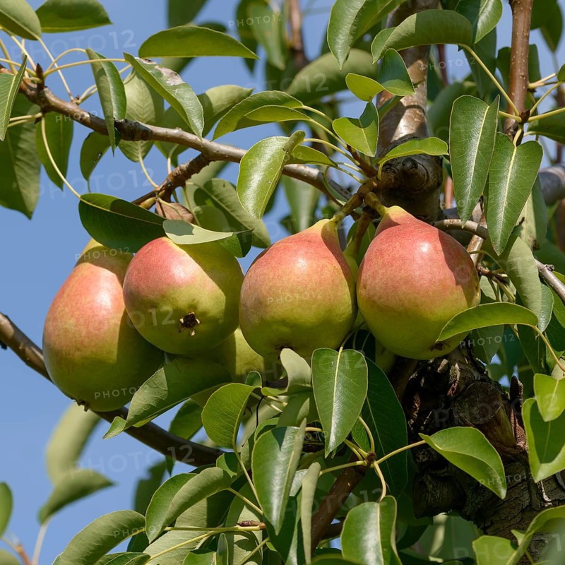 Pear (Pyrus communis 'Dessertnaja'),  Germany