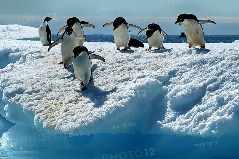 Three Adelie penguins in the Antarctic, Wedell Sea, Long-tailed penguins, (Pygoscellis adeliae), Wedell Sea, Wedell Sea, Antarctica