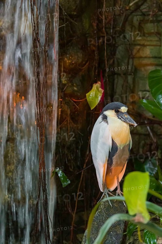 A boat-billed heron (Cochlearius cochlearius) stands on a stone next to a waterfall