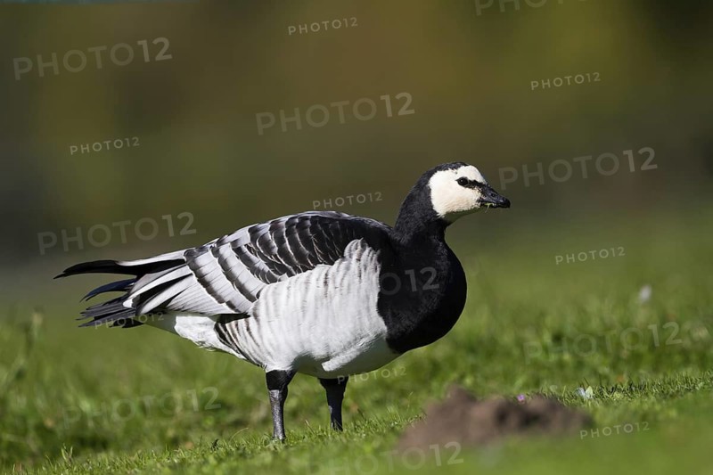 Barnacle Goose (Branta leucopsis), Bavaria, Germany