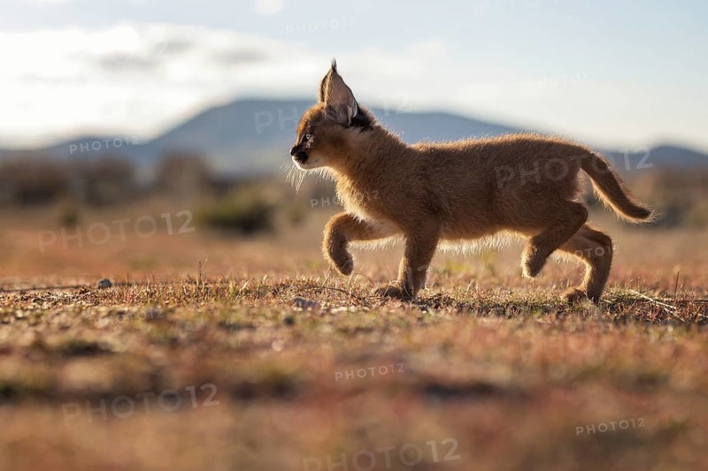 Caracal (Caracal caracal) cub walking in backlight, Castile-La Mancha, Spain