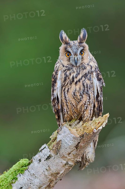 Long-eared owl (Asio otus) Bavaria, Germany