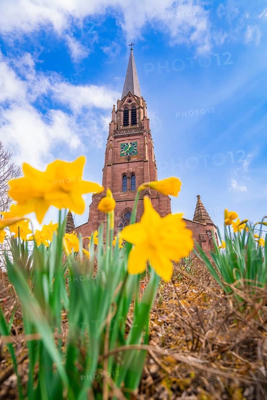 Wild daffodils lead the eye to a church tower against a blue sky, Nagold, Black Forest, Germany