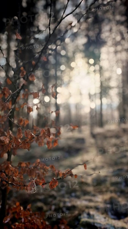 Blurred treetops with beech leaves (fagus) in the foreground, winter hike on the Rennsteig, Thuringian Forest nature park Park