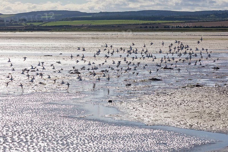 A flock of migratory Golden Plover (Pluvialis apricaria), flying across the mudflats of Holy Island or also known as Lindisfarne National Nature Reserve, on the North-east coast of Northumberland, in springtime, England, UK