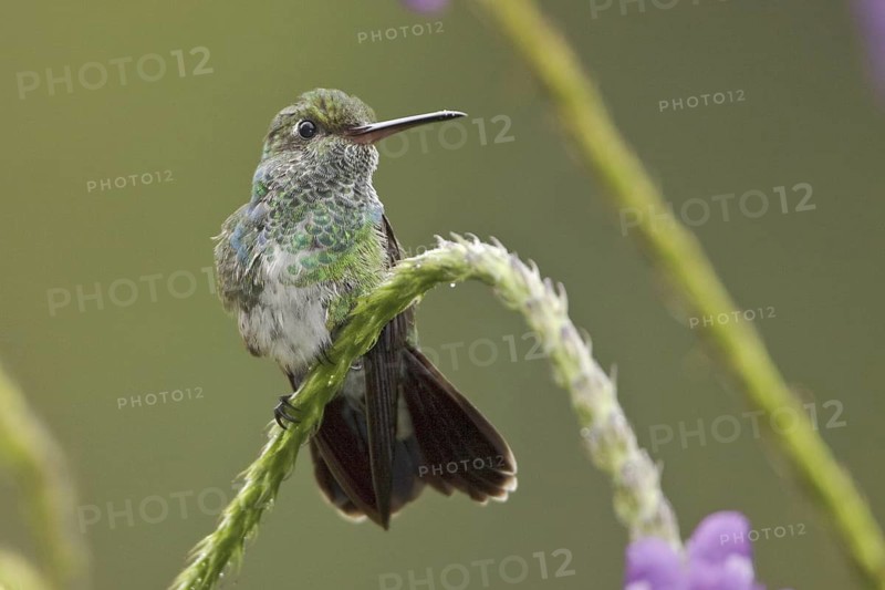 Glittering-throated Emerald (Amazilia fimbriata), Ecuador