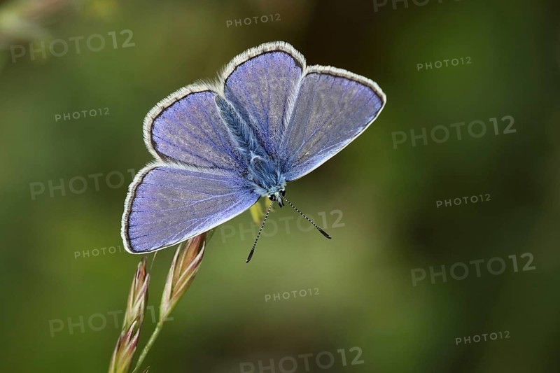 Male blue butterfly (Polyommatus icarus), Jechtingen, Kaiserstuhl, Baden-Württemberg, Germany