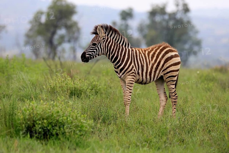 Burchell's zebra (Equus quagga burchelli), Burchell's zebra, young animal, alert, foraging, Pilanesberg National Park, North West Province, South Africa, Africa, Germany
