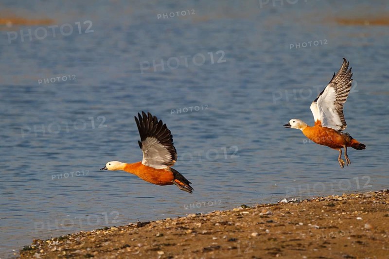 Ruddy Shelduck (Tadorna ferruginea) flying, North Rhine-Westphalia, Germany