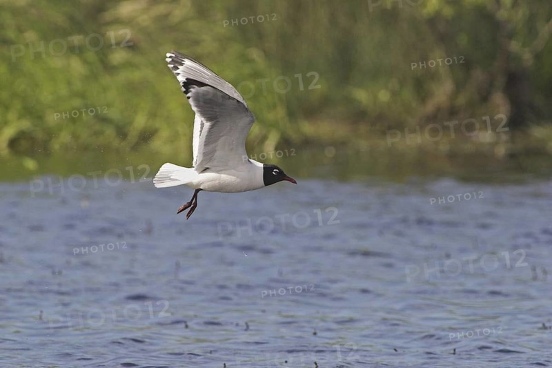 Franklin's Gull (Leucophaeus pipixcan) flying, Alberta, Canada