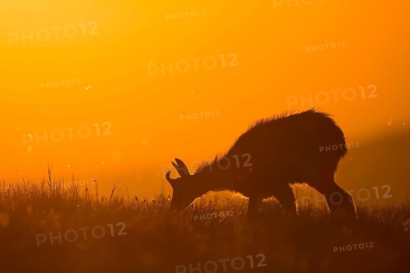 Chamois (Rupicapra rupicapra) adult in sunrise, France