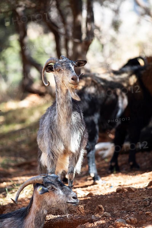 Domestic goats (Capra aegagrus hircus), Peloponnese, Greece