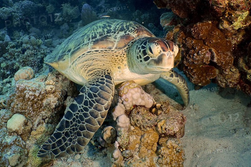 Green turtle (Chelonia mydas)