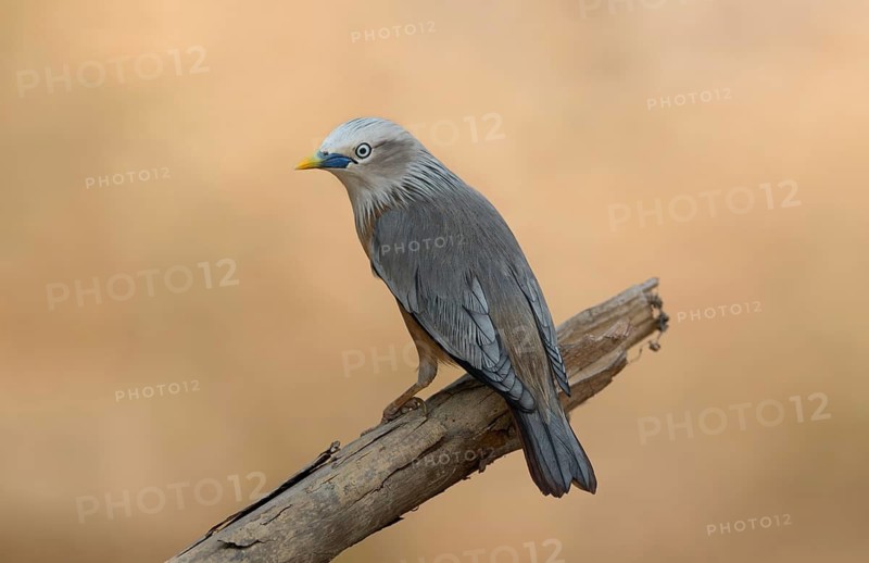 Chestnuttailed Starling Sturnia malabarica perched on a dry branch, Sreepur, Gazipur, Bangladesh