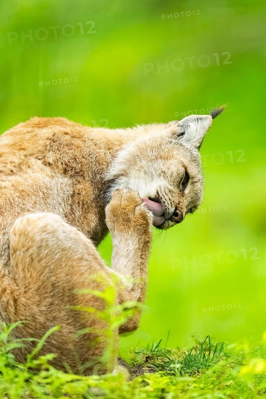 Eurasian lynx (Lynx lynx) sitting in the grass, Bavaria, Germany