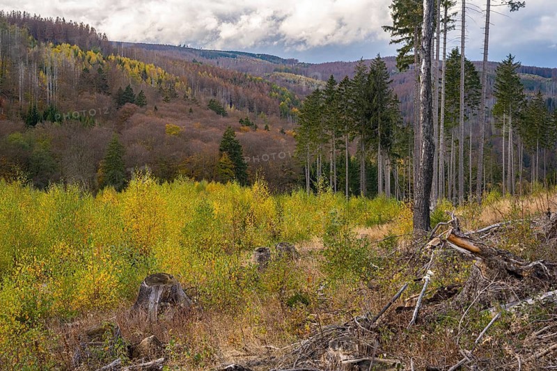 Forest death in the Harz Mountains, forest, wind throw, storm, Ilsenburg, Saxony-Anhalt, Germany