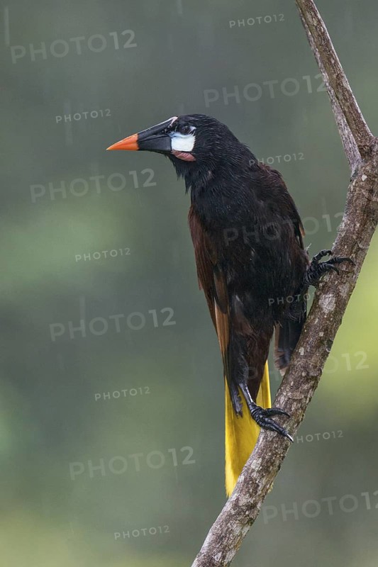 Montezuma Oropendola (Psarocolius montezuma), Costa Rica