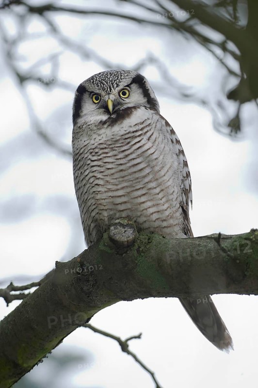 Northern Hawk-Owl (Surnia ulula), Saxony, Germany