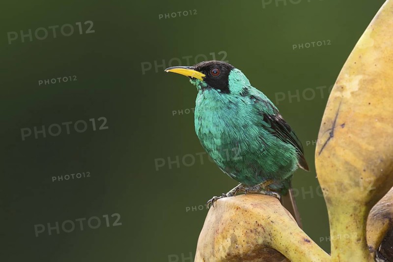 Green Honeycreeper (Chlorophanes spiza) male, Costa Rica