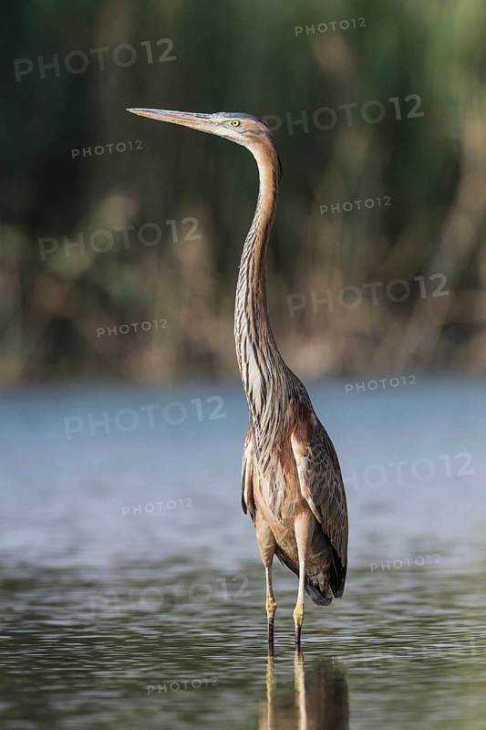 Purple Heron (Ardea purpurea) foraging, Eilat, Israel