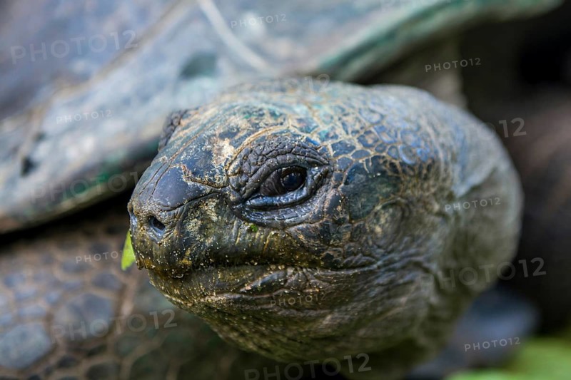 Aldabra giant Seychelles tortoise (Aldabrachelys gigantea), Anse Takamaka, Mahe, Republic of Seychelles, Indian Ocean
