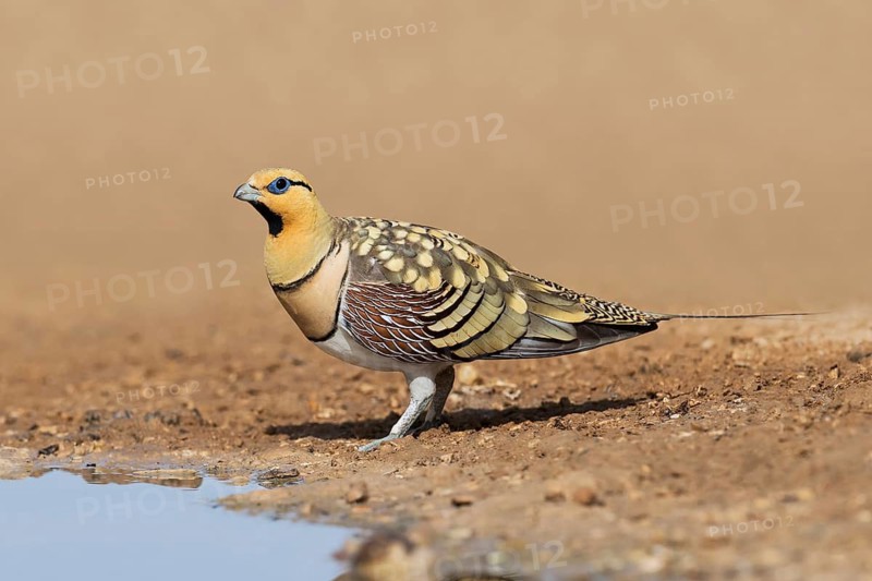 Pin-tailed Sandgrouse (Pterocles alchata) male at waterhole, Negev, Israel