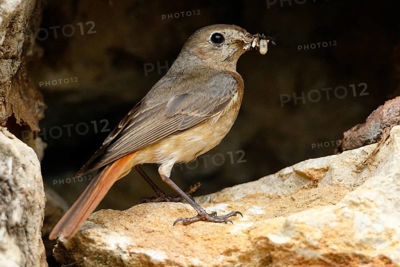 Common Redstart (Phoenicurus phoenicurus) female with feed in beak, Asturias, Spain