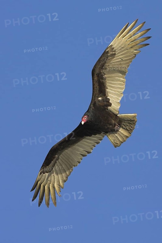 Turkey Vulture (Cathartes aura), Florida, USA