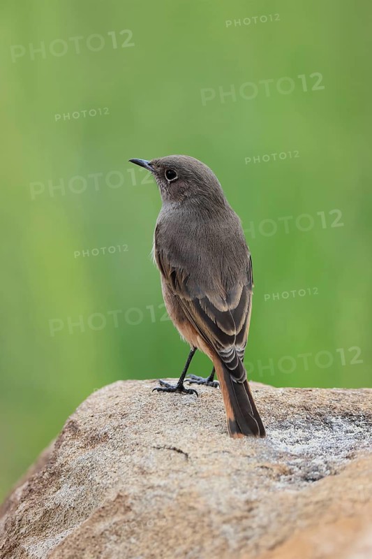 Rusty-tailed Wheatear, (Oenanthe familiaris), adult, alert, Mountain Zebra National Park, South Africa