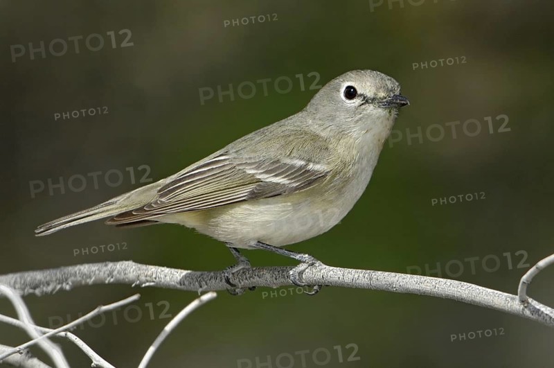 Cassin's Vireo (Vireo cassinii), California, USA