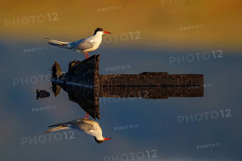 Common Tern (Sterna hirundo), Greece