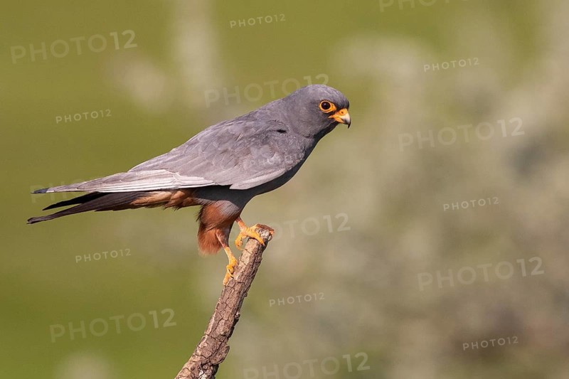 Red-footed Falcon (Falco vespertinus) male perched on a branch, Subotica, Serbia