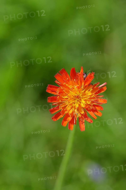 Orange hawkweed, orange-red hawkweed (Hieracium aurantiacum), flower on a rough meadow, Wilnsdorf, North Rhine-Westphalia, Germany