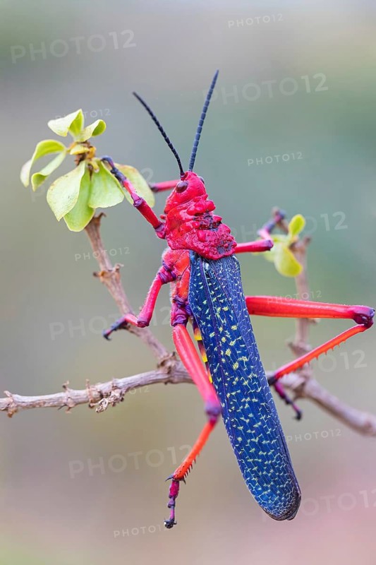 Grasshopper, insect, (Phymateus morbillosus), Africa, South Africa, family of cone-headed grasshoppers, cone-headed grasshopper, West Coast National Park, Langebaan, Western Cape