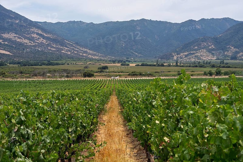 Vineyard (Vitis vinifera) with rows of vines and ripe grapes, small propeller plane on runway, forested mountain range in the background, Colchagua Valley, O'Higgins region, Chile