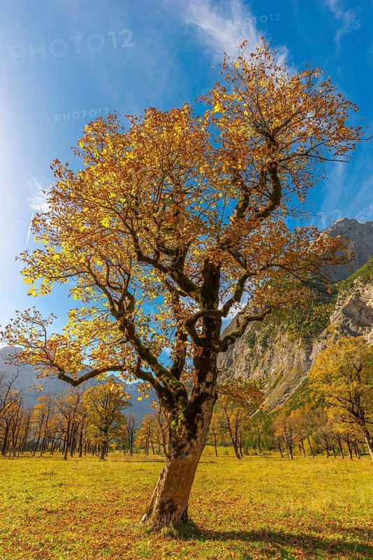 Engtal, Großer Ahornboden, Karwendel Mountains, Kalkalpen, Austria, Autumn-coloured sycamore maple (Acer pseudoplatanus) in the sunshine on the Eng