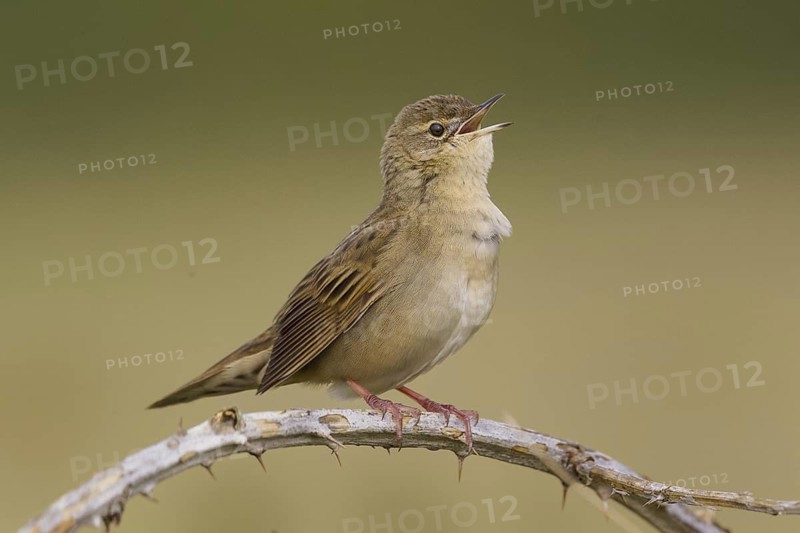Common Grasshopper Warbler (Locustella naevia) singing, Cheshire, United Kingdom