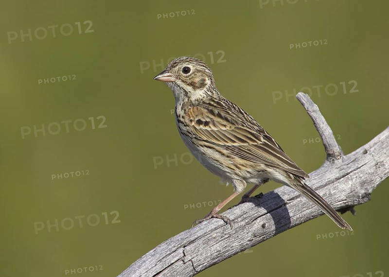 Vesper Sparrow (Pooecetes gramineus), Michigan, USA
