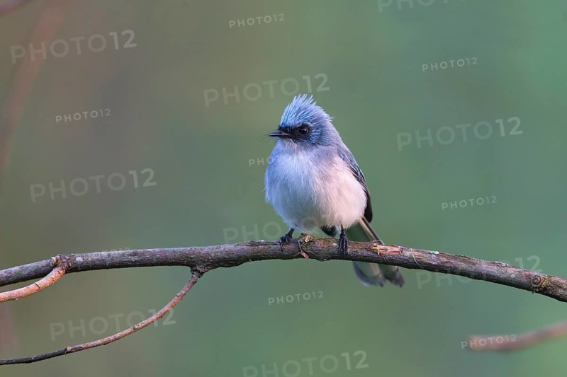 White-tailed Blue Flycatcher (Elminia albicauda) perched on a branch, Uganda