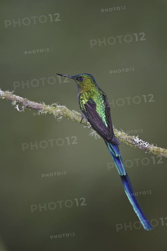 Long-tailed Sylph (Aglaiocercus kingii), Ecuador