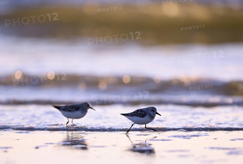 Sanderling (Calidris alba) on the beach with waves, Texel, North Holland, Netherlands