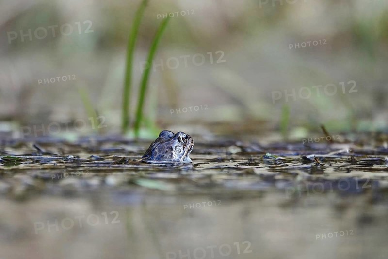 Common frog in a pond, Saxony, Germany