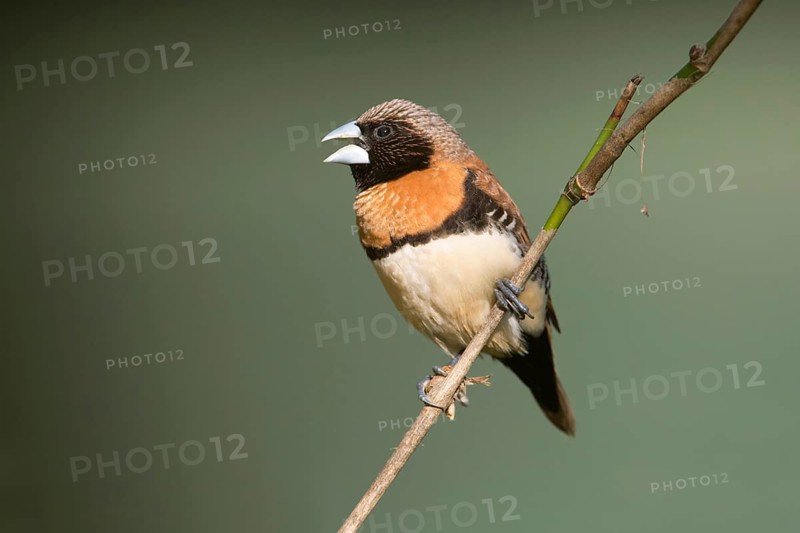 Chestnut-breasted Mannikin (Lonchura castaneothorax) singing from twig, Queensland, Australia