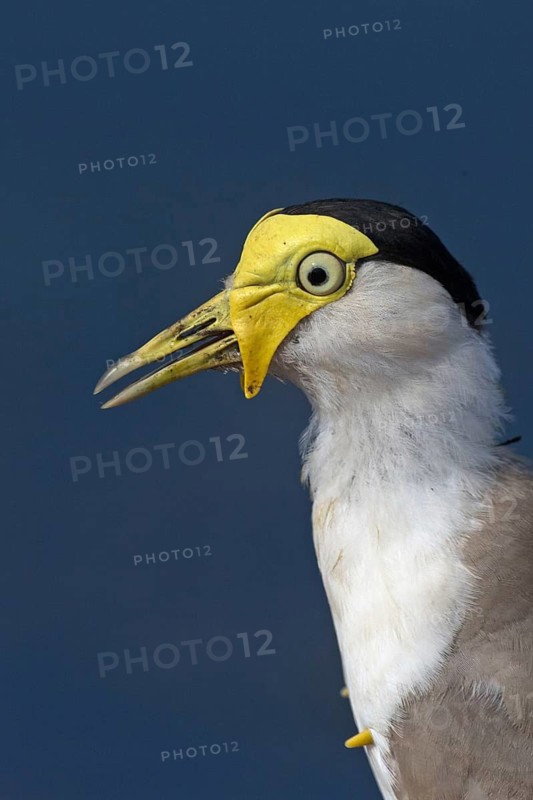 Masked Lapwing (Vanellus miles), Northern Territory, Australia