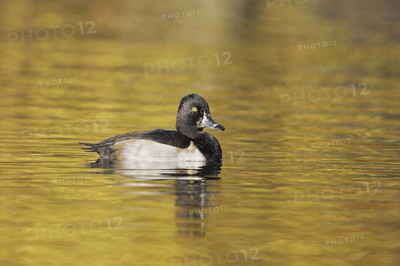 Ring-necked Duck (Aythya collaris), British Columbia, Canada