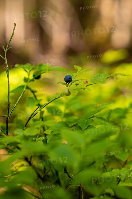 Small forest blueberries, Black Forest, Germany